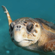 Load image into Gallery viewer, 4Ocean &quot;Loggerhead Turtle&quot; Bracelet
